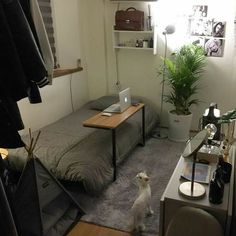 a small room with a bed, desk and dog sitting on the floor in front of it