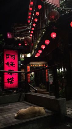 a dog laying on the ground in front of a building with red lanterns hanging from it's roof