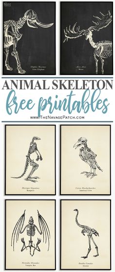 an animal skeleton printable is shown in four different pictures with the words, free printable