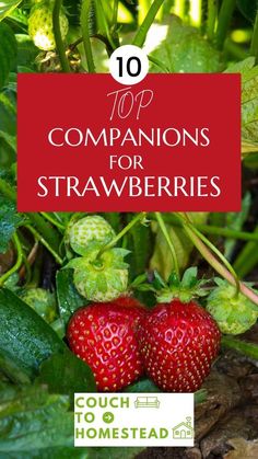 strawberries growing in the garden with text overlay that reads 10 top companions for strawberries