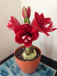 a potted plant with red flowers in it