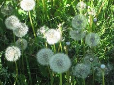 the dandelions are blowing in the wind on the grass