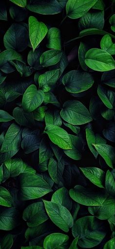 a bunch of green leaves that are on top of each other in the dark room