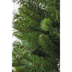 close up view of the needles on a pine tree