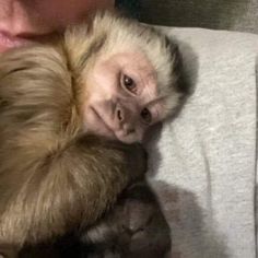 a woman holding a monkey in her arms while it is being held by another person