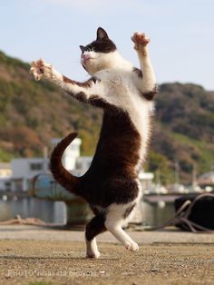 a cat standing on its hind legs with it's front paws in the air