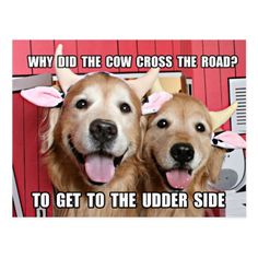 two dogs with horns on their heads and the caption why did the cow cross the road? to get to the under side