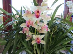 a potted plant with pink and white flowers