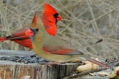 two red and yellow birds sitting on top of a tree stump next to nuts in front of some bare branches