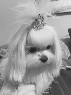 a small white dog with a tiara on it's head and long hair