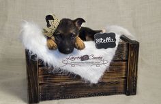 a puppy is sitting in a wooden crate