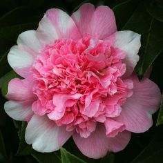 a pink and white flower with green leaves