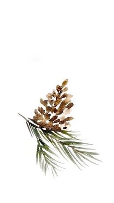 a pine cone is sitting on top of a tree branch, against a white background