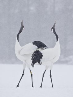 two large birds standing in the snow