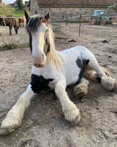 a white and black horse laying on the ground