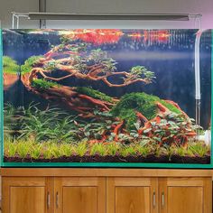 an aquarium filled with lots of plants and trees in the middle of a wooden cabinet