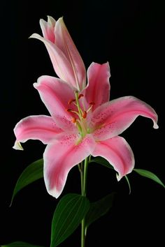 a pink flower with green leaves in front of a black background and the center part of it's blooming