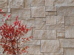 a plant in front of a stone wall with red leaves on the top and bottom