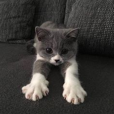 a grey and white kitten laying on top of a couch