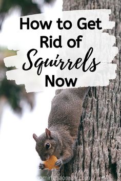 a squirrel on a tree with the text how to get rid of squirrels now