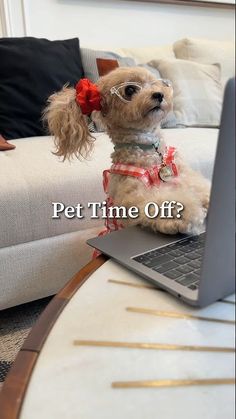 a small dog sitting on top of a laptop computer