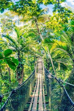 a suspension bridge in the jungle with lots of trees