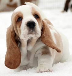 a puppy is sitting in the snow with his paw on it's head and looking at the camera