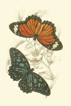 two orange and black butterflies sitting on top of each other's wings in front of white flowers