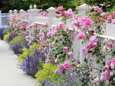 pink roses are growing on the side of a white fence