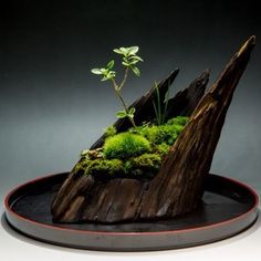 a small tree stump with moss growing out of it's sides on a plate