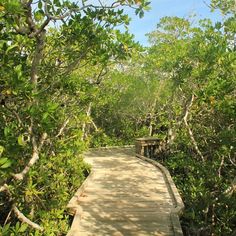 a wooden boardwalk surrounded by trees and bushes