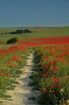 a dirt road in the middle of a field with red flowers