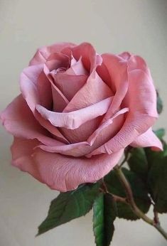 a pink rose with green leaves in a vase