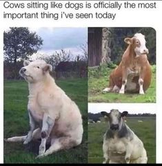 cows sitting like dogs is officially the most important thing i've seen today meme