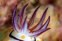 a purple and white sea anemone sitting on top of a yellow and white ball