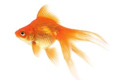 a goldfish swimming in an aquarium on a white background stock photo getty images black bedroom furniture sets home design ideas