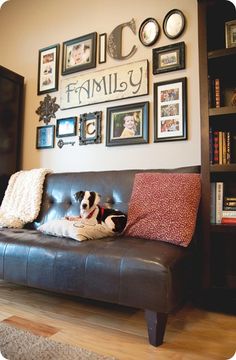 a black and white dog sitting on top of a leather couch in front of a book shelf