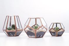 three glass vases with plants in them