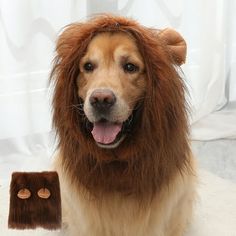 a dog is dressed up like a lion and has his hair in the shape of a bear