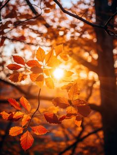 the sun is shining through some trees with orange leaves on it's branches in front of them