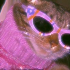 a cat with sunglasses on it's head wearing a pink sweater