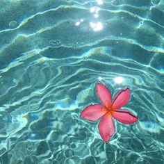 a pink flower floating in clear blue water