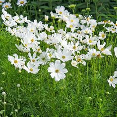 many white flowers are growing in the grass