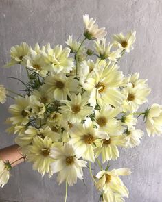 a vase filled with white flowers on top of a table