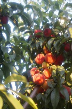 peaches growing on the branches of trees with sunlight coming through them and leaves in the foreground