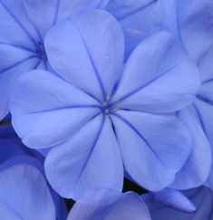 blue flowers are blooming together in the garden, and it is hard to tell what color they are