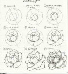 a page with instructions on how to draw flowers in different stages of blooming, including petals