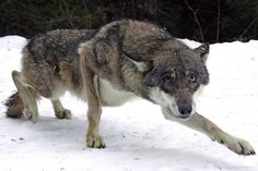 two gray wolfs are walking in the snow