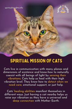 The Spiritual Mission Of Cats And Their Healing Powers Animal Meanings, Mean Cat, Animal Spirit Guides