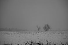 a lone tree stands in the middle of a field covered with snow on a foggy day